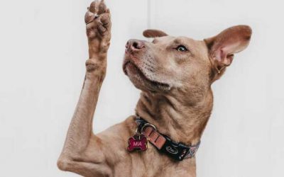 Cómo hacer una página de preguntas frecuentes, ejemplos